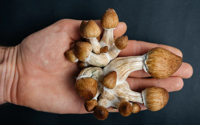 Magic mushrooms as medecin